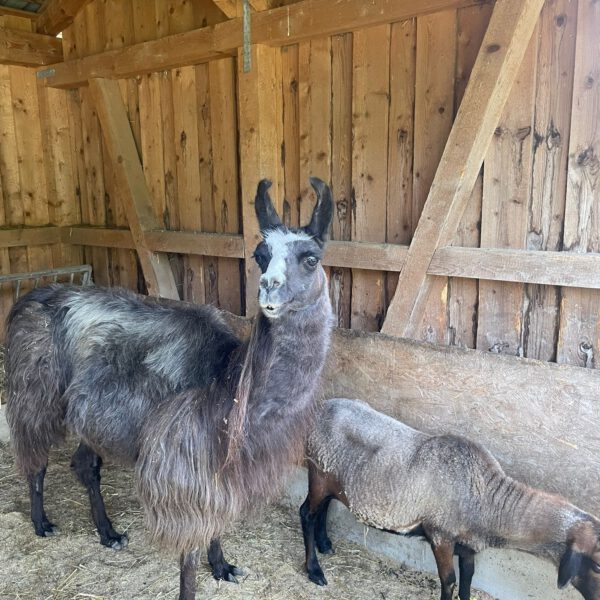 Lama Franz auf dem Argenhof
